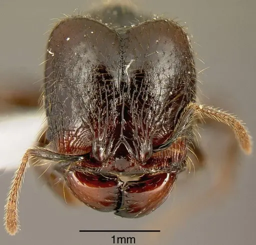 Pheidole arachnion specimen INB0003213755 image inb0003213755_1