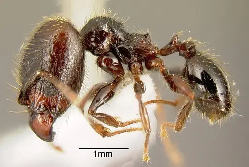 Pheidole arachnion specimen INB0003213755 image inb0003213755_2
