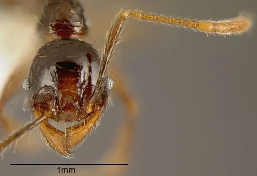 Pheidole arachnion specimen INB0003213761 image inb0003213761_1