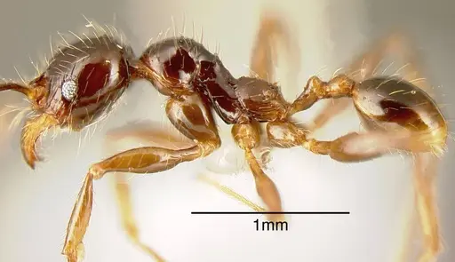 Pheidole arachnion specimen INB0003213761 image inb0003213761_2