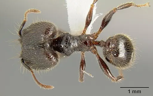 Pheidole arachnion specimen INB0003622434 image inb0003622434_1