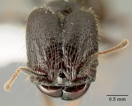 Pheidole arachnion specimen INB0003622434 image inb0003622434_2