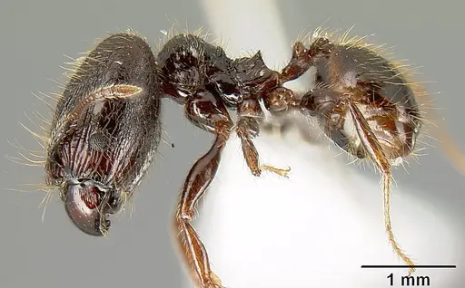 Pheidole arachnion specimen INB0003622434 image inb0003622434_3