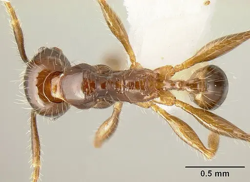 Pheidole arachnion specimen INBIOCRI001253863 image inbiocri001253863_1