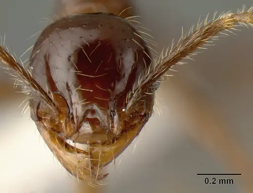 Pheidole arachnion specimen INBIOCRI001253863 image inbiocri001253863_2