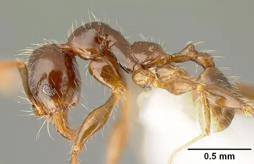 Pheidole arachnion specimen INBIOCRI001253863 image inbiocri001253863_3