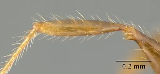Pheidole arachnion specimen INBIOCRI001253863 image inbiocri001253863_4