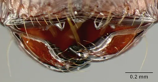 Pheidole arachnion specimen INBIOCRI001253864 image inbiocri001253864_1
