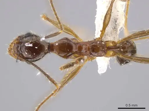 Pheidole araneoides specimen CASENT0639446 image casent0639446_1
