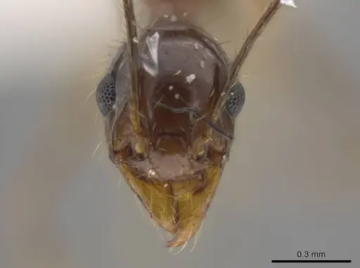 Pheidole araneoides specimen CASENT0639446 image casent0639446_2