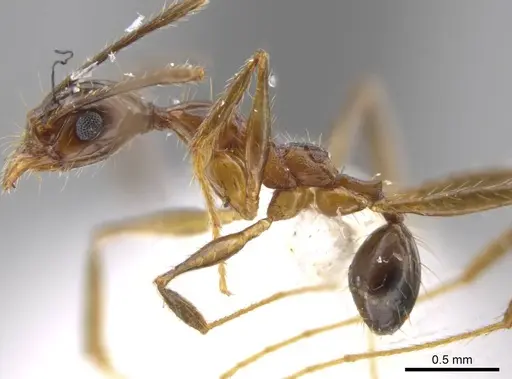 Pheidole araneoides specimen CASENT0639446 image casent0639446_3