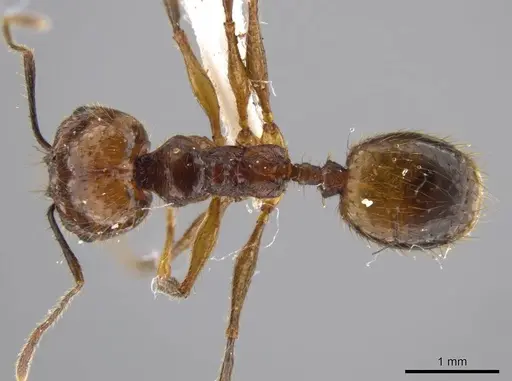 Pheidole araneoides specimen CASENT0639447 image casent0639447_1