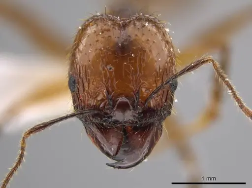 Pheidole araneoides specimen CASENT0639447 image casent0639447_2
