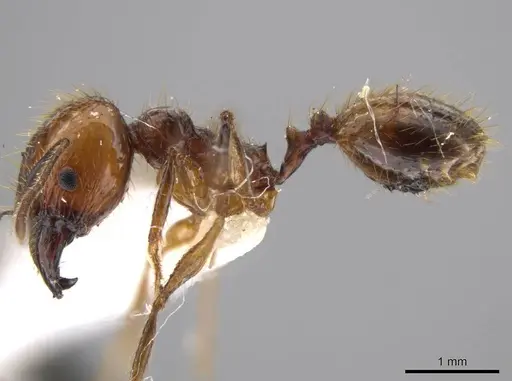 Pheidole araneoides specimen CASENT0639447 image casent0639447_3