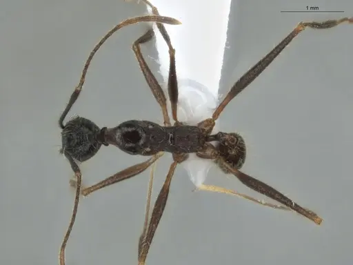 Pheidole araneoides specimen ECOFOG-GAL18-0278-10 image ecofog-gal18-0278-10_1