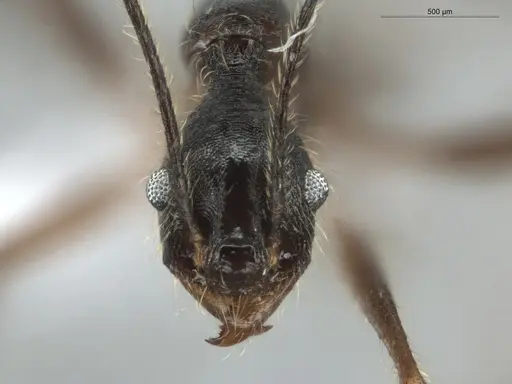 Pheidole araneoides specimen ECOFOG-GAL18-0278-10 image ecofog-gal18-0278-10_2