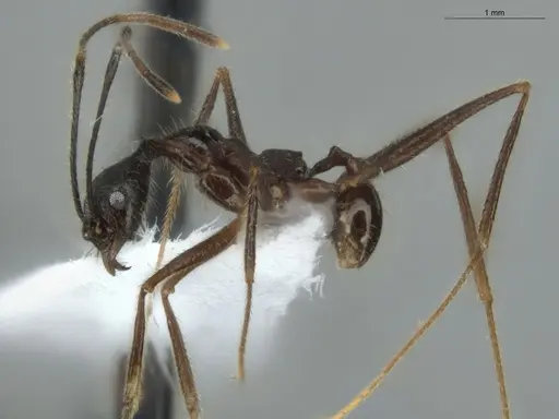 Pheidole araneoides specimen ECOFOG-GAL18-0278-10 image ecofog-gal18-0278-10_3