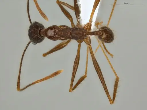 Pheidole araneoides specimen ECOFOG-IT14-0152-11 image ecofog-it14-0152-11_1