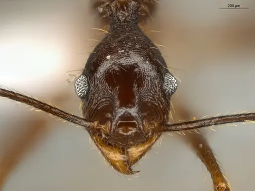 Pheidole araneoides specimen ECOFOG-IT14-0152-11 image ecofog-it14-0152-11_2