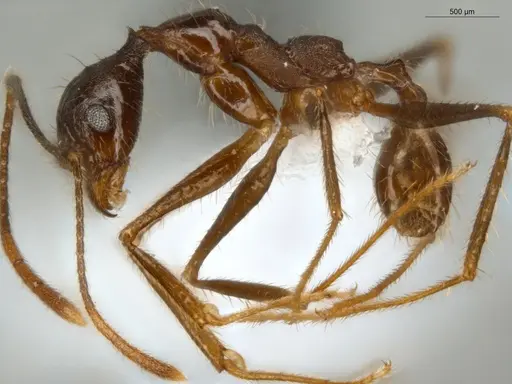 Pheidole araneoides specimen ECOFOG-IT14-0152-11 image ecofog-it14-0152-11_3