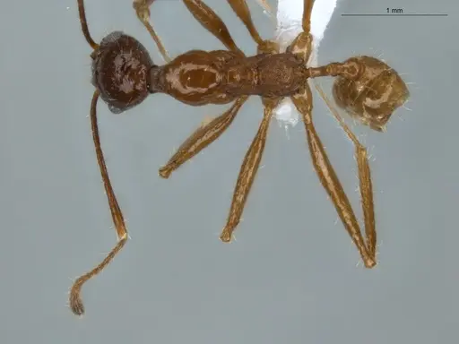 Pheidole araneoides specimen ECOFOG-MI15-0373-13 image ecofog-mi15-0373-13_1