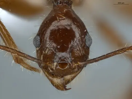Pheidole araneoides specimen ECOFOG-MI15-0373-13 image ecofog-mi15-0373-13_2