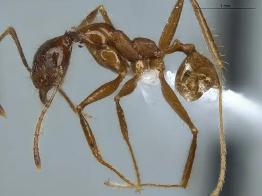 Pheidole araneoides specimen ECOFOG-MI15-0373-13 image ecofog-mi15-0373-13_3
