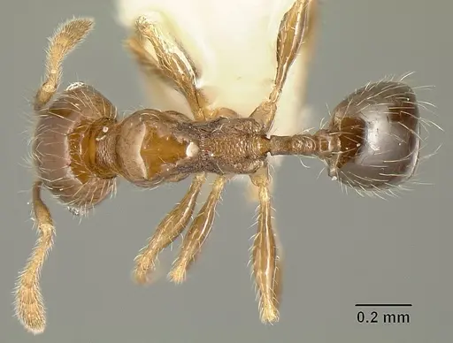 Pheidole arboricola specimen CASENT0610092 image casent0610092_1