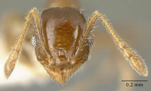 Pheidole arboricola specimen CASENT0610092 image casent0610092_2