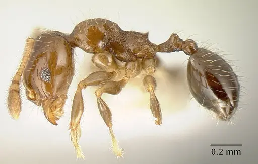 Pheidole arboricola specimen CASENT0610092 image casent0610092_3