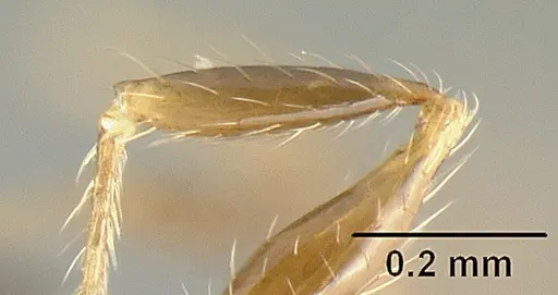 Pheidole arboricola specimen CASENT0610092 image casent0610092_4