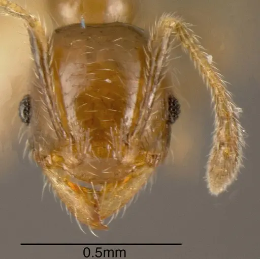 Pheidole arboricola specimen CASENT0635434 image casent0635434_1