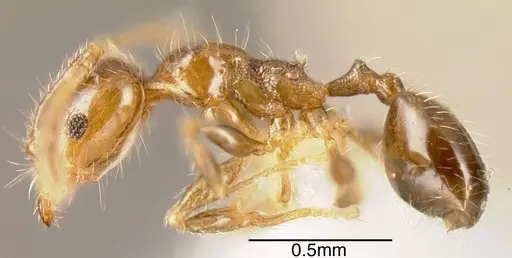 Pheidole arboricola specimen CASENT0635434 image casent0635434_2
