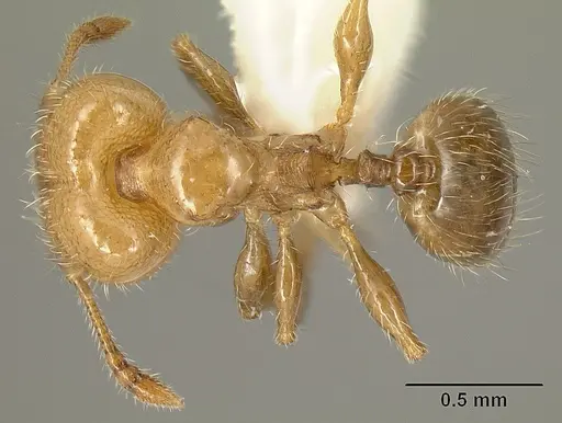 Pheidole arboricola specimen INBIOCRI001218031 image inbiocri001218031_1