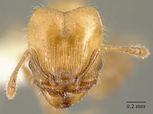 Pheidole arboricola specimen INBIOCRI001218031 image inbiocri001218031_2