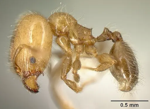 Pheidole arboricola specimen INBIOCRI001218031 image inbiocri001218031_3