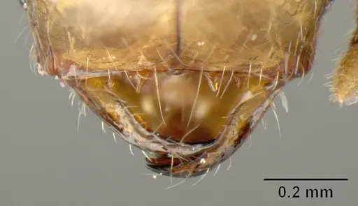 Pheidole arboricola specimen INBIOCRI001218129 image inbiocri001218129_1
