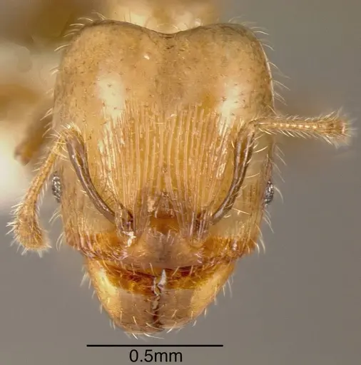 Pheidole arboricola specimen INBIOCRI001271994 image inbiocri001271994_1