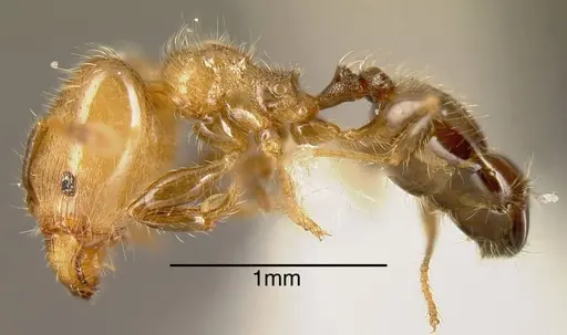 Pheidole arboricola specimen INBIOCRI001271994 image inbiocri001271994_2