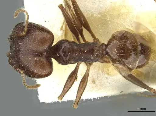 Pheidole arcifera specimen CASENT0913266 image casent0913266_1