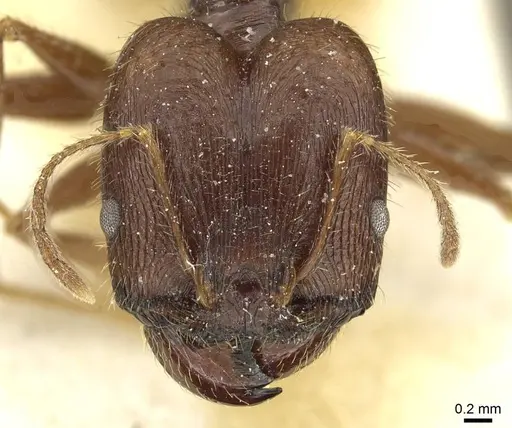 Pheidole arcifera specimen CASENT0913266 image casent0913266_2