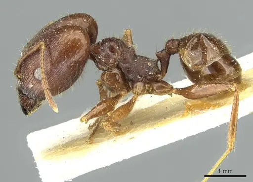 Pheidole arcifera specimen CASENT0913266 image casent0913266_3