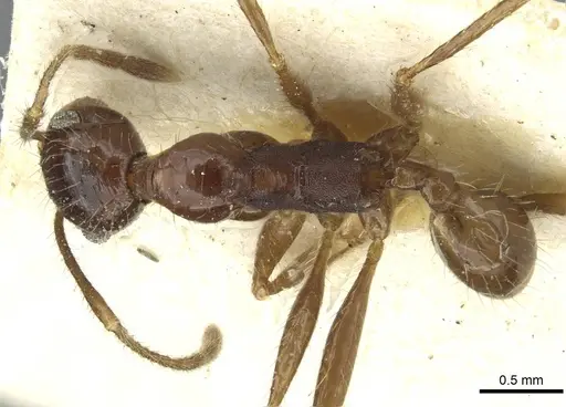 Pheidole arcifera specimen CASENT0913267 image casent0913267_1