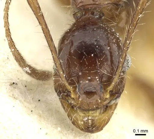 Pheidole arcifera specimen CASENT0913267 image casent0913267_2