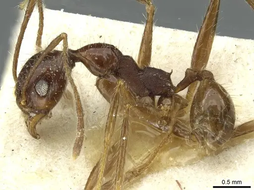 Pheidole arcifera specimen CASENT0913267 image casent0913267_3