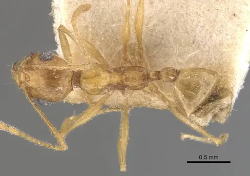 Pheidole areniphila specimen CASENT0907805 image casent0907805_1