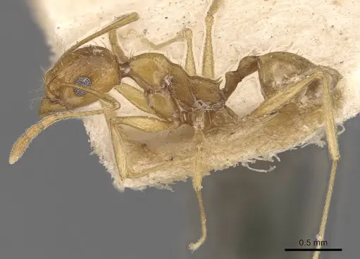 Pheidole areniphila specimen CASENT0907806 image casent0907806_2