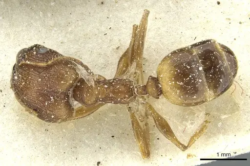 Pheidole areniphila specimen CASENT0913268 image casent0913268_1