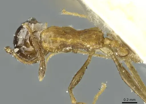 Pheidole areniphila specimen CASENT0913269 image casent0913269_1