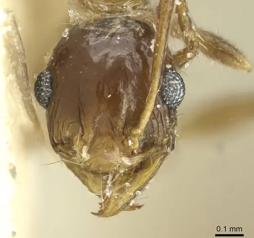 Pheidole areniphila specimen CASENT0913269 image casent0913269_2
